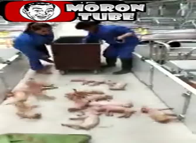 Video :China - A small herd of piglets is killed by two workers